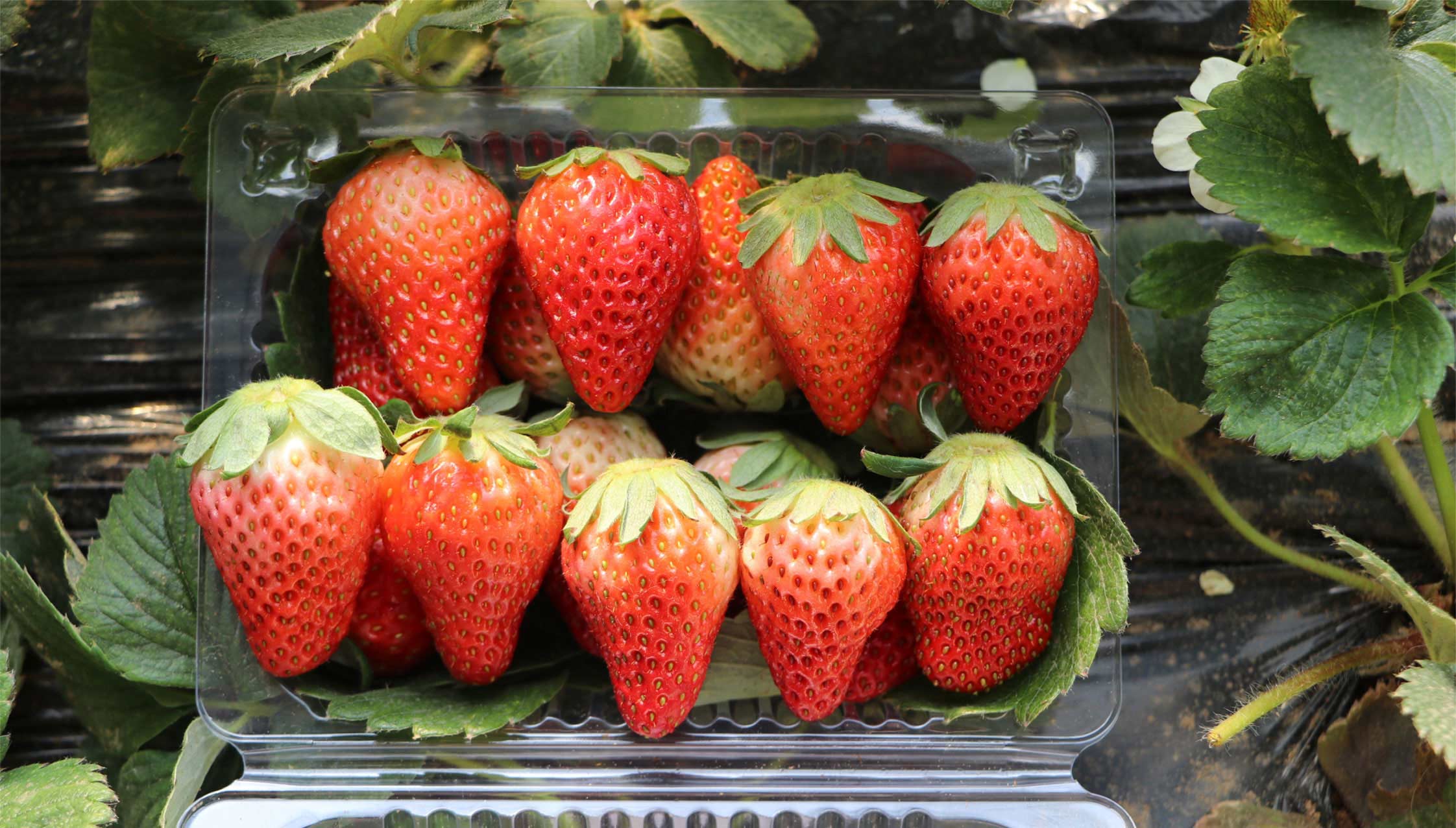 2、冬室夏棚網頁_14切.jpg 2、冬室夏棚網頁_14切.jpg