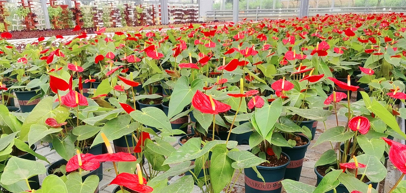 自治區綠色優質果蔬展銷中心psd-恢復的_25.jpg 自治區綠色優質果蔬展銷中心psd-恢復的_25.jpg